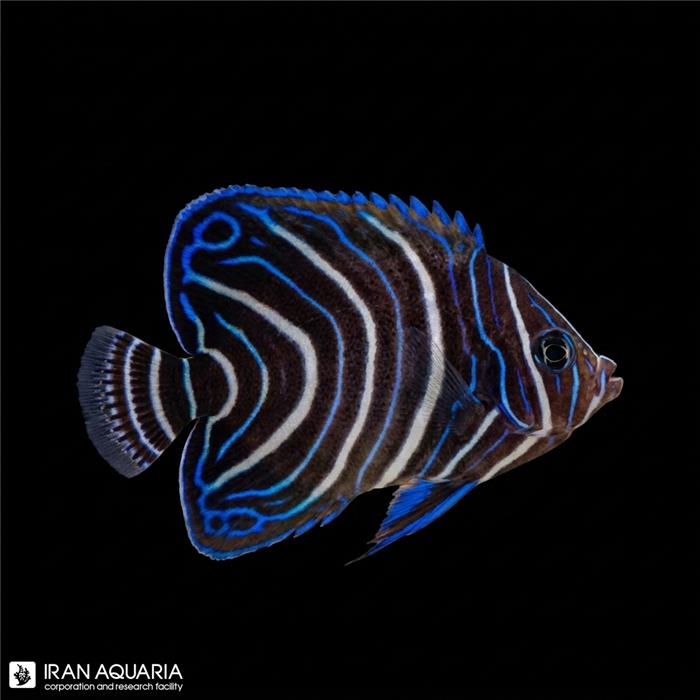 فرشته ماهی قرآنی نابالغ  (Koran Angelfish)