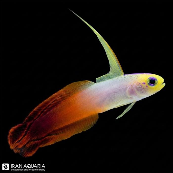 دارت فیش آتشین ( Fire dartfish ) 