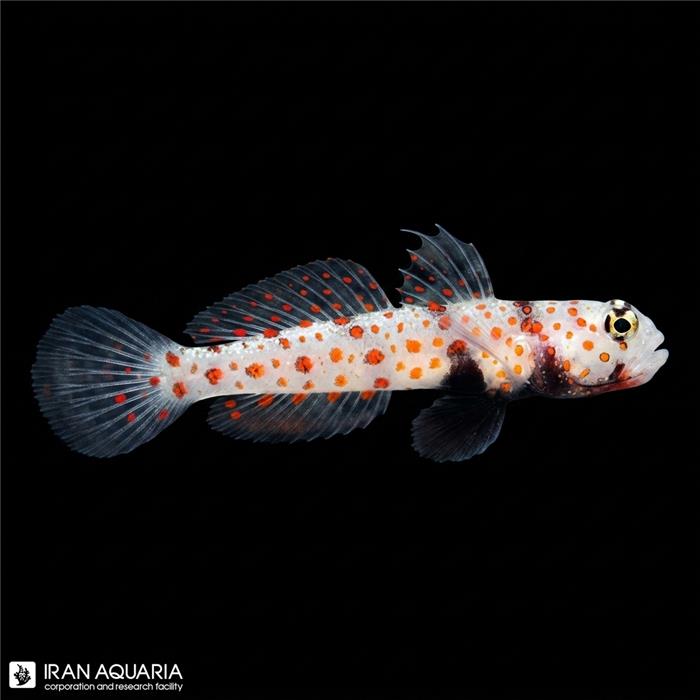 گابی خال نارنجی (Orange Spot Goby)