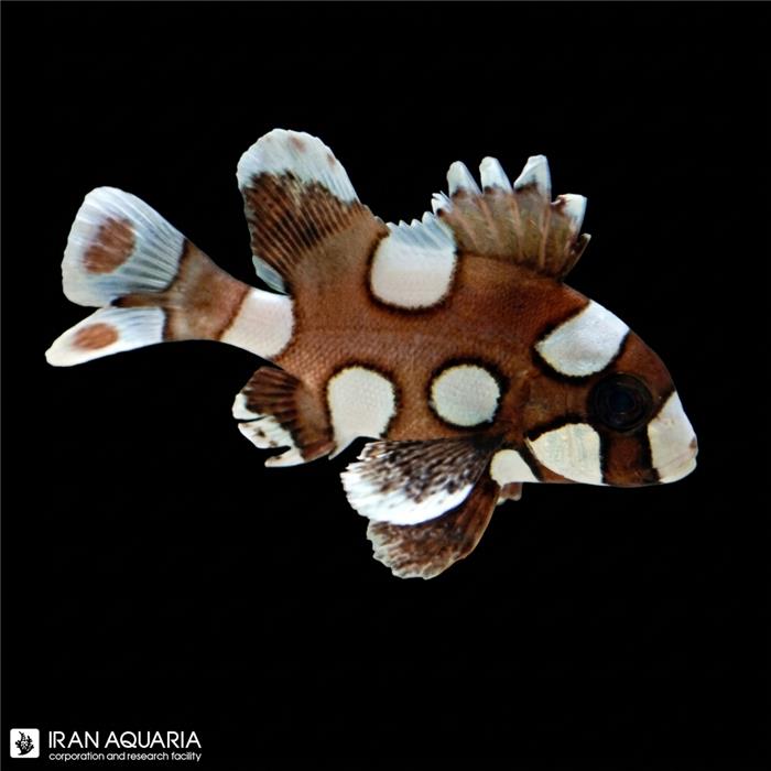 لب شکری هارلیکویین (Harlequin Sweetlips) 