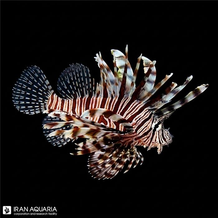 خروس ماهی ولیتان (Volitan Lionfish)