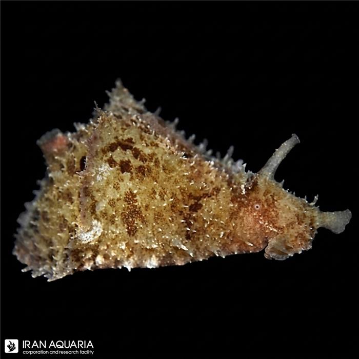 خرگوش جلبک خوار (Sea Hare)