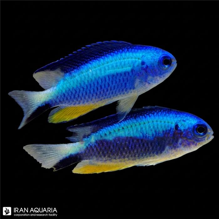 دامسل آلنی ( Andaman damsel )