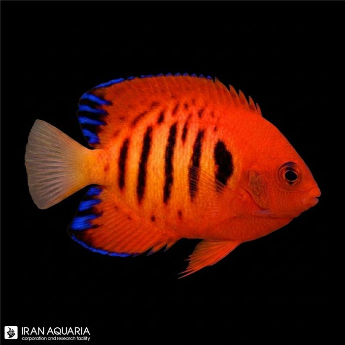 فرشته ماهی فلیم ( Flame angelfish ) 