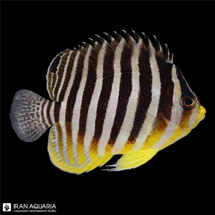فرشته ماهی مولتی بار ( Multi bar Angelfish)