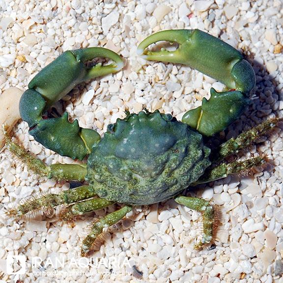 امرالد کرب ( emerald crab )