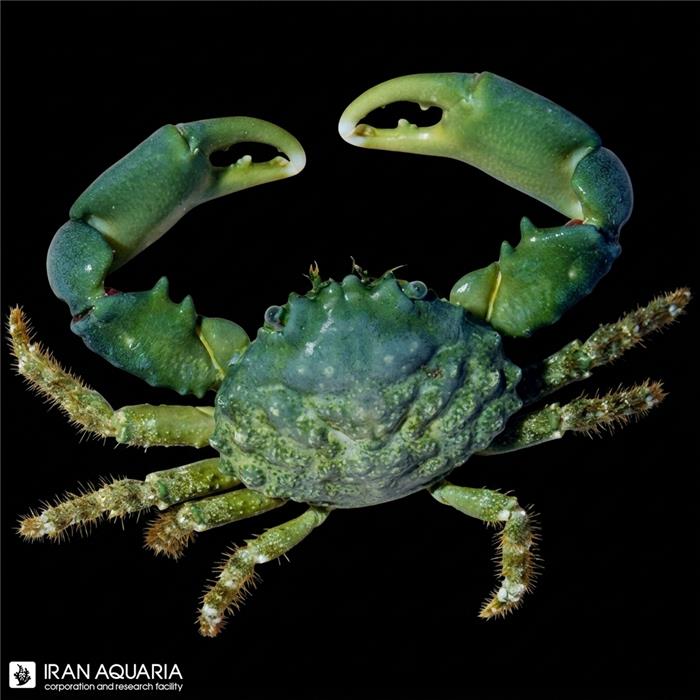امرالد کرب ( emerald crab )