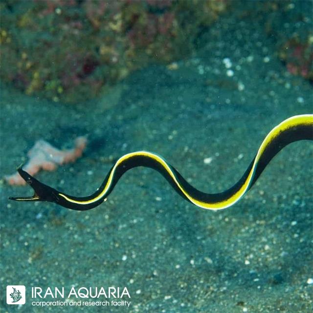 مار ربان مشکی ( Blcak rebbon eel )