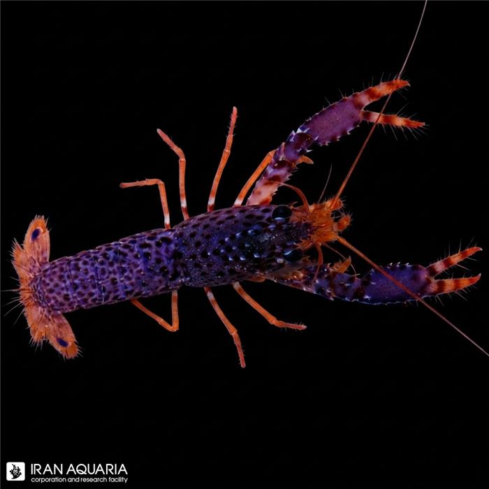 لابستر بنفش ( Reef lobster )