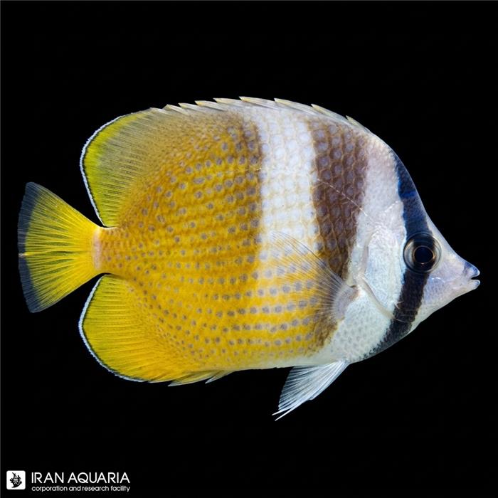 پروانه ماهی کلینی (Klein's Butterflyfish)
