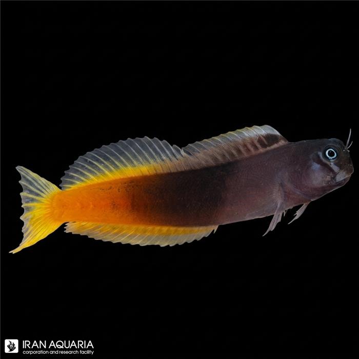 بلنی بایکالر (Bicolor Blenny)