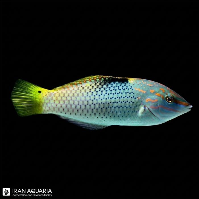 راس چکربورد (Checkerboard Wrasse)