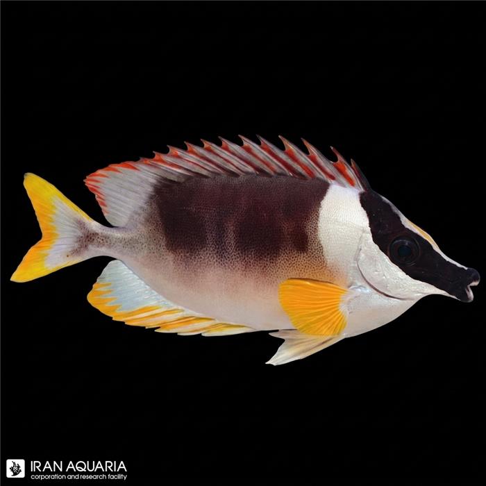 صورت روباهی باشکوه-مگنی فیسنت ( Magnificent Foxface )