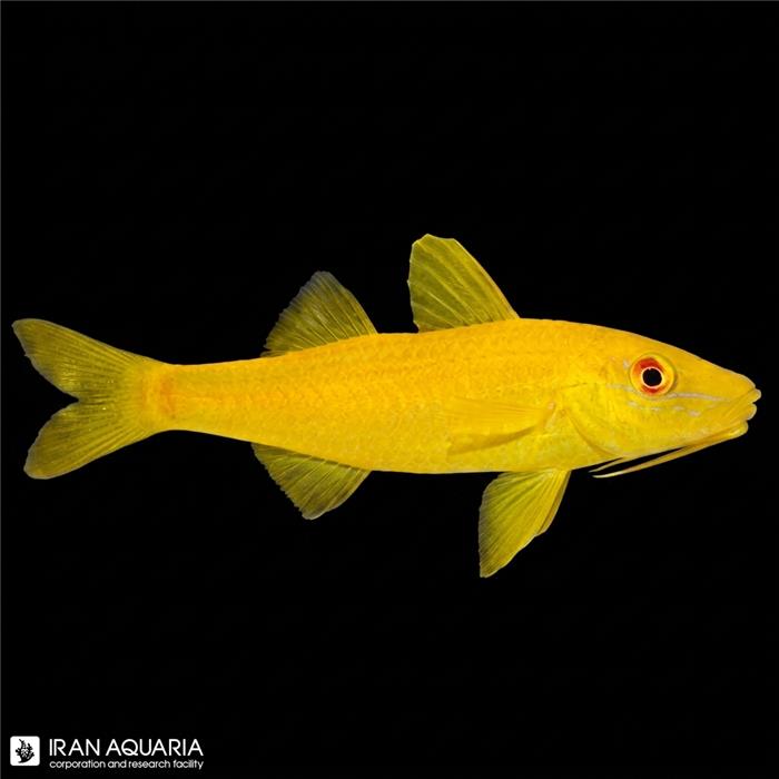 بز ماهی زرد ( Yellow Goatfish )