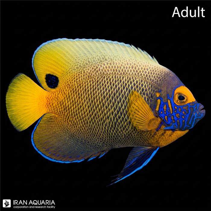 فرشته ماهی بلو فیس بالغ (Blueface Angelfish)