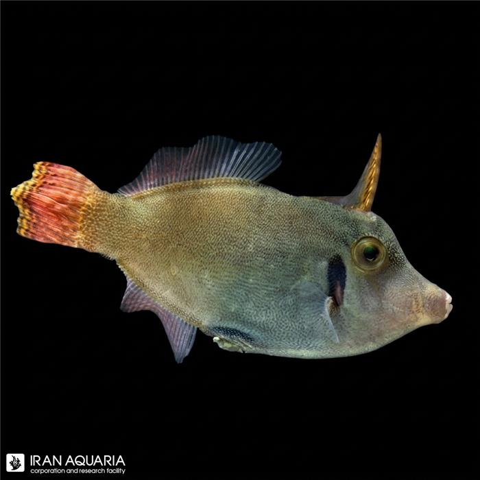 فایل فیش رد تیل ( Redtail Filefish)