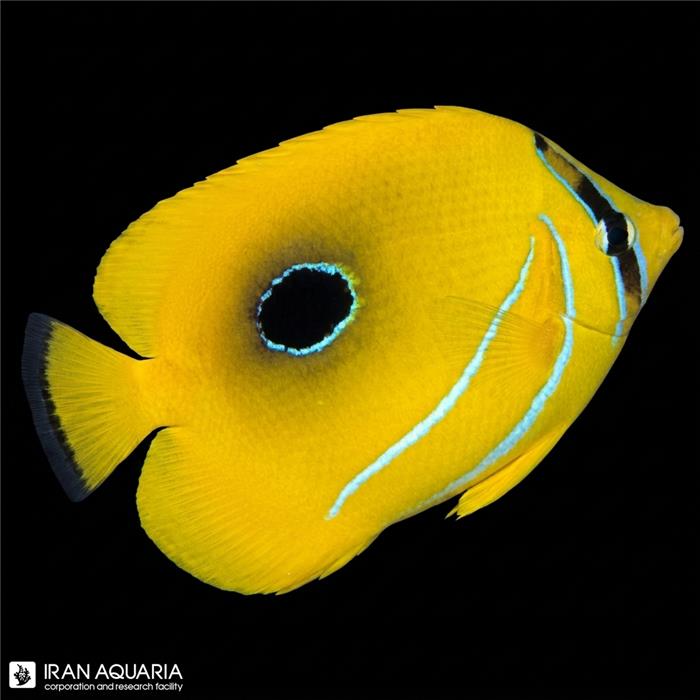 پروانه ماهی بنتی ( Bennett's Butterflyfish )