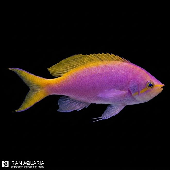 آنتیاس بارتلت (Bartlett's Anthias)