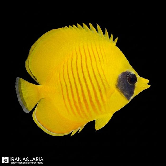 پروانه ماهی سمیلارواتوس (Bluecheek butterflyfish)
