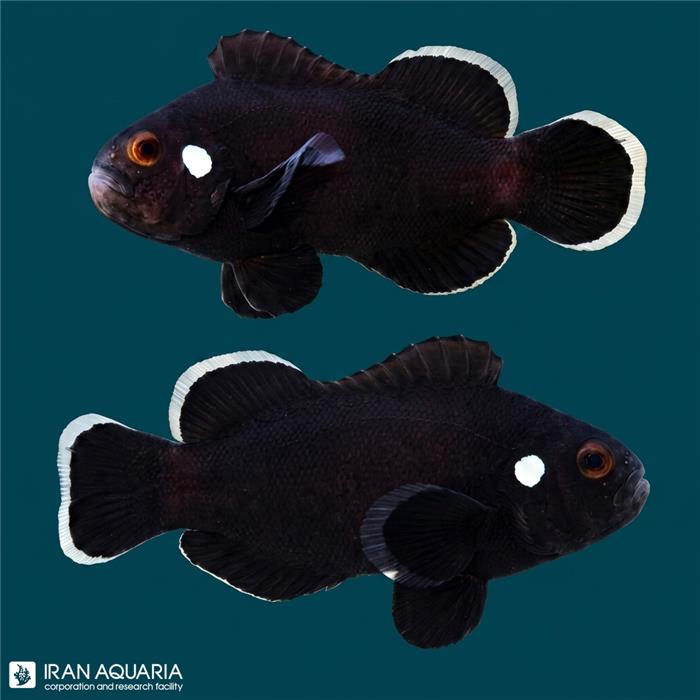 دلقک ماهی میدنایت وارداتی (Midnight Clownfish)
