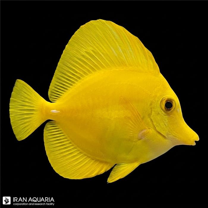 یلو تانگ هاوایی- جراح ماهی زرد (Yellow Tang)