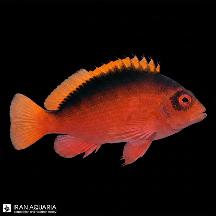 شاهین ماهی آتشین (Flame Hawkfish)