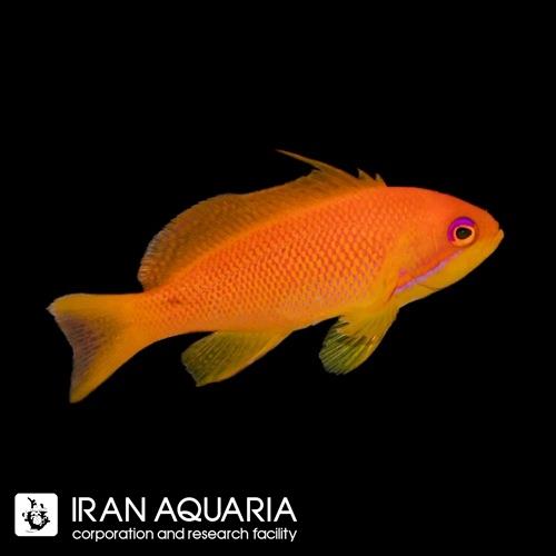 Lyretail Anthias