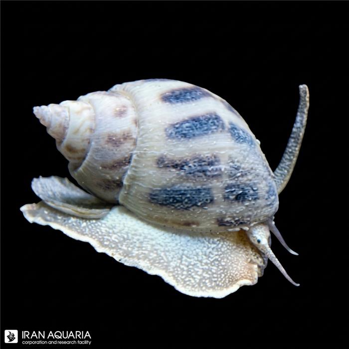 حلزون بابیلون (Sand Snail)