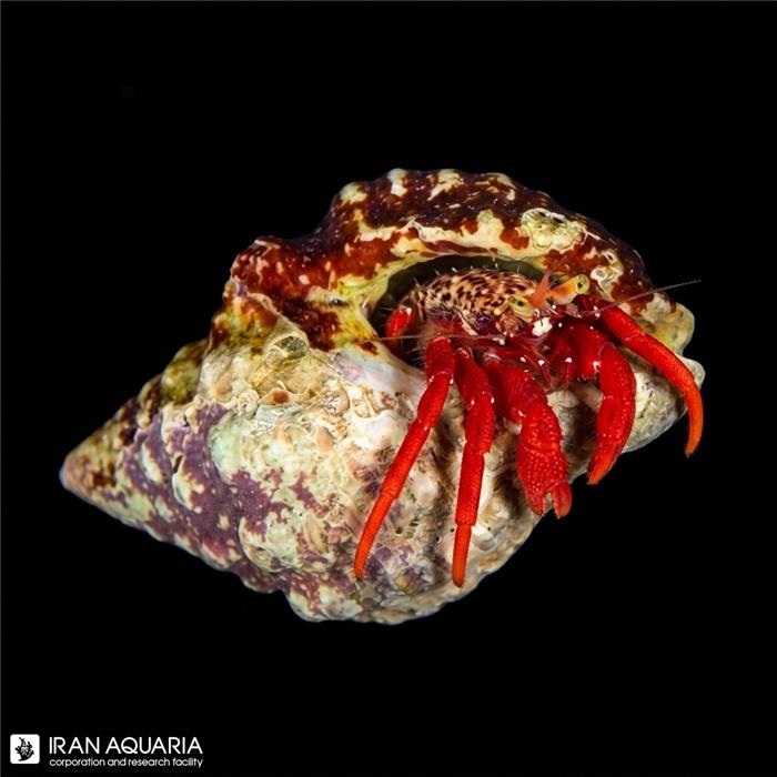 هرمیت پا قرمز (Scarlet Reef Hermit Crab)