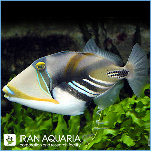 ماشه ماهی پیکاسو هومو (Humu Picasso Triggerfish)