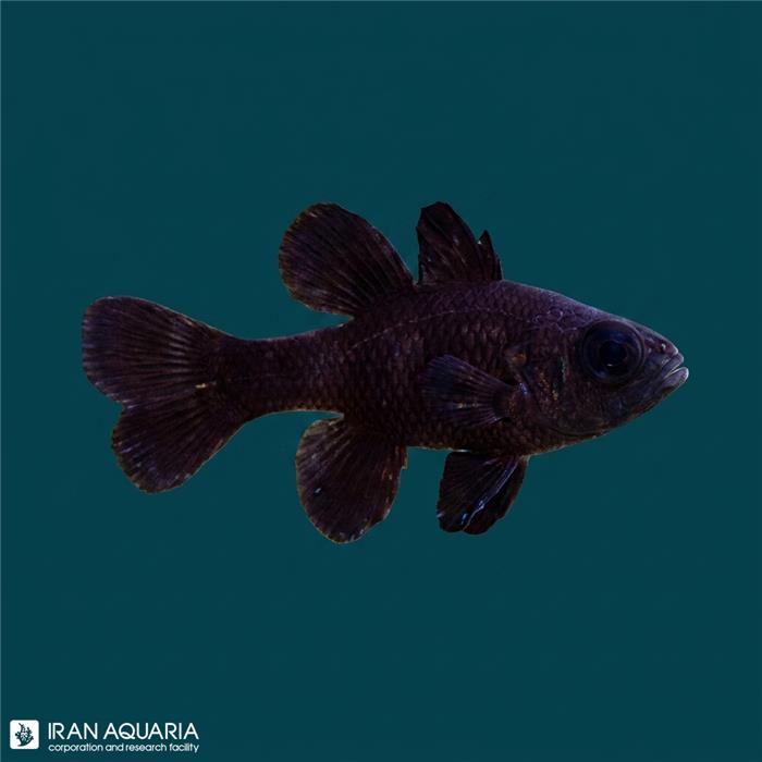 کاردینال سیاه (Black Cardinalfish)