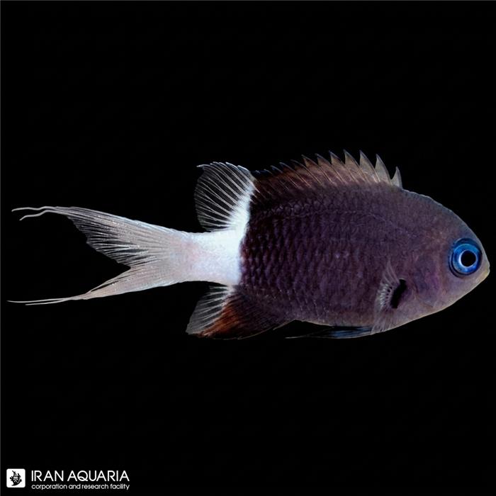 کرومیس بایکالر (Black & White Chromis)