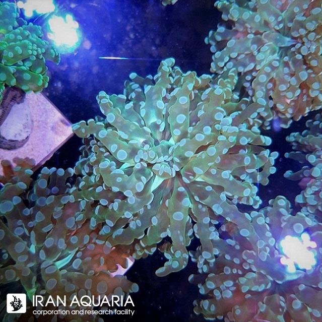 مرجان فراگ اسپان (FrogSpawn Coral)
