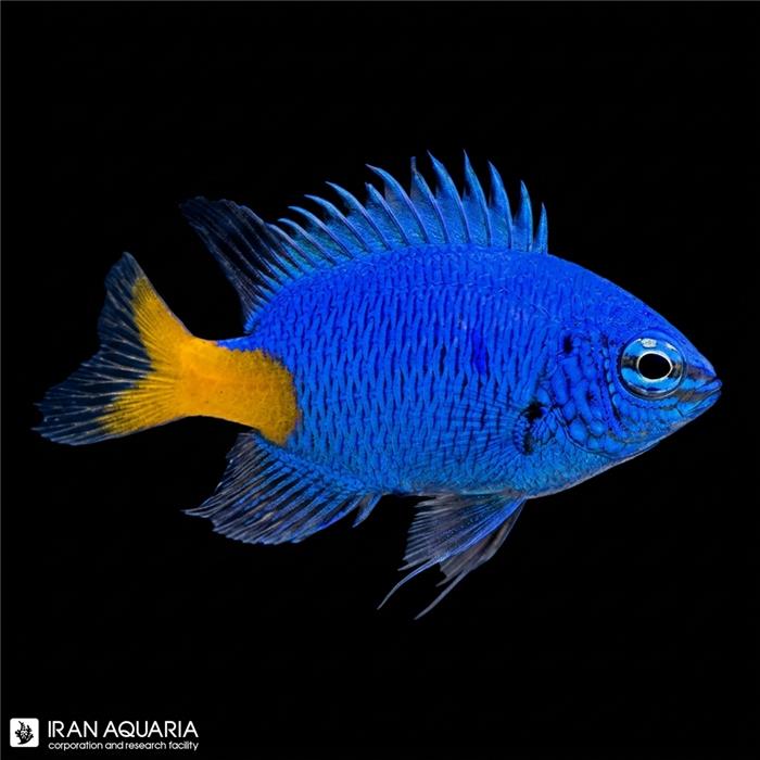 دامسل آزور دم زرد (Yellowtail Damselfish)