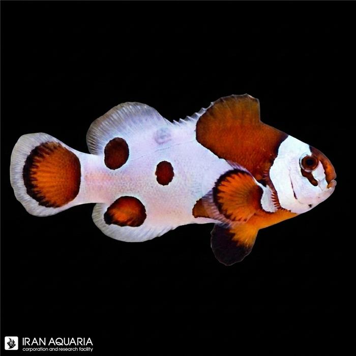 دلقک ماهی اورنج استورم وارداتی (Orange Storm Clownfish)