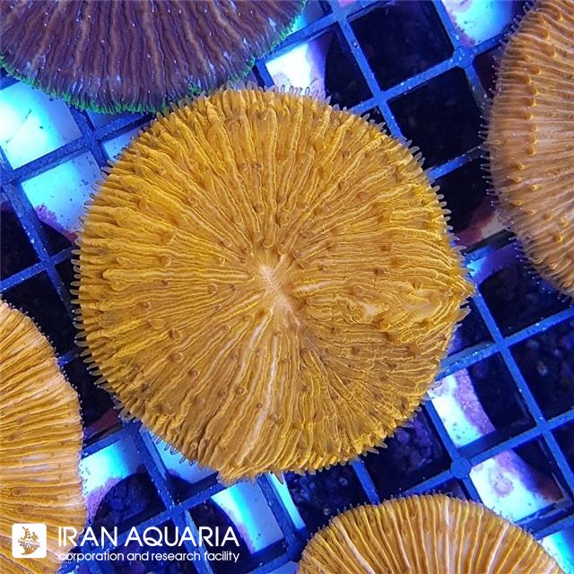 مرجان دیسکی نارنجی ( Fungia )