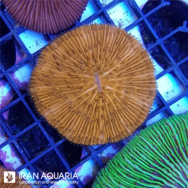 مرجان دیسکی نارنجی ( Fungia )