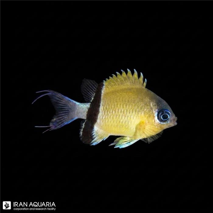 کرومیس نوار سیاه (Blackbar Chromis)