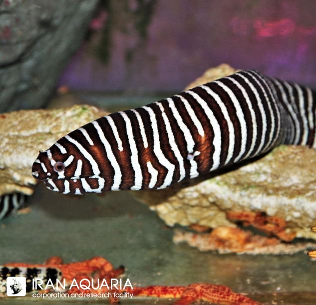 مار ماهی زبرا (Zebra Moray Eel)