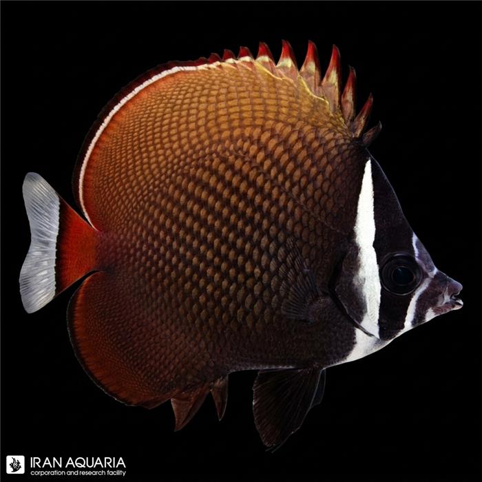 پروانه ماهی پاکستانی (Pakistan Butterflyfish)