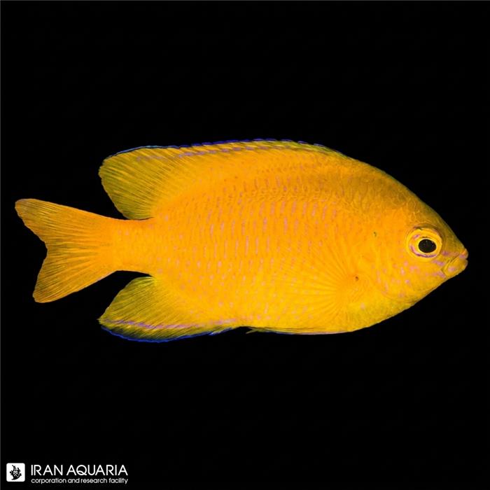 دامسل لمون (Lemon Damselfish )