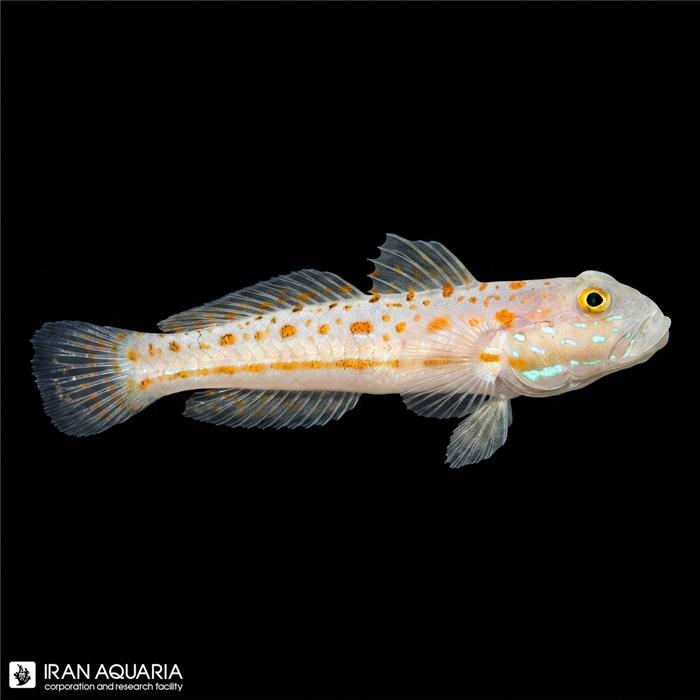 گابی اسلیپر(Diamond Watchman Goby)