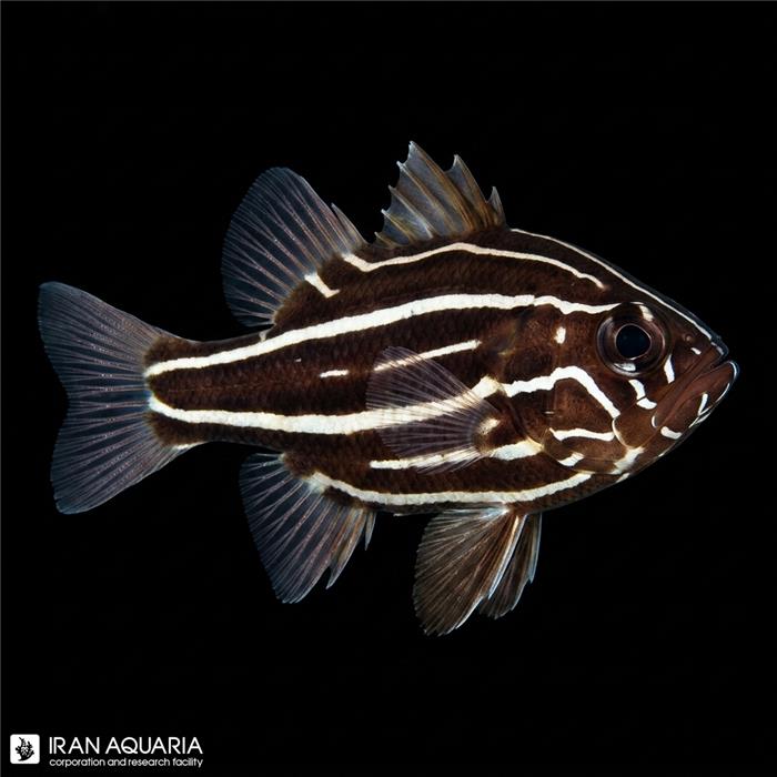 صابون ماهی شش خط (Six Lined Soapfish)