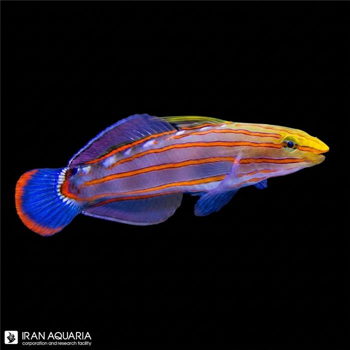  گابی رینفورد ( Court Jester Goby )