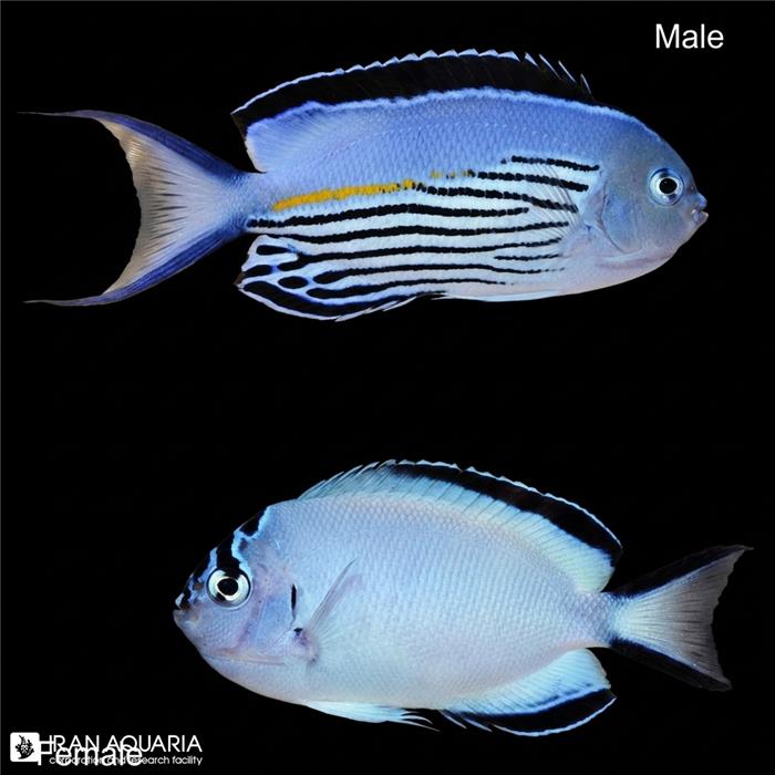فرشته ماهی واتانابی (Watanabe's Angelfish)