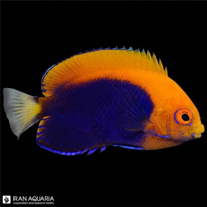 فرشته ماهی فلیم بک (Flameback Angelfish)