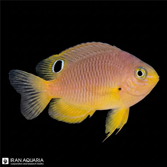 دامسل آمبون (Ambon Damselfish)