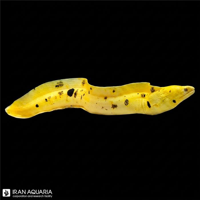 مارماهی گلدن (Golden Banana Moray)