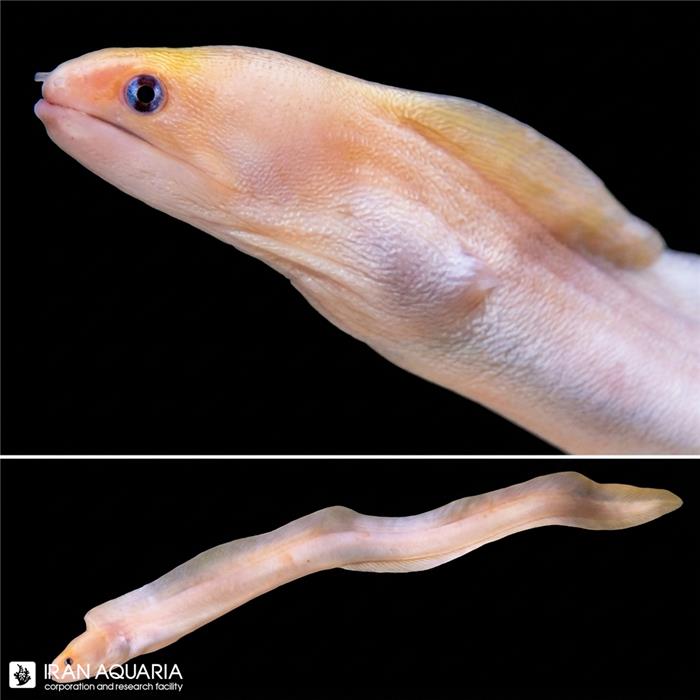 مارماهی کوتوله طلایی (Dwarf Moray Eel)