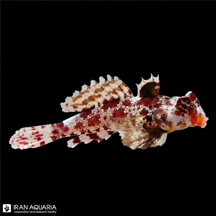 دراگونت قرمز ( Red Scooter Dragonet )